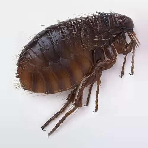 Fleas image