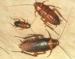 american cockroach1