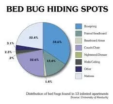 bed bug6