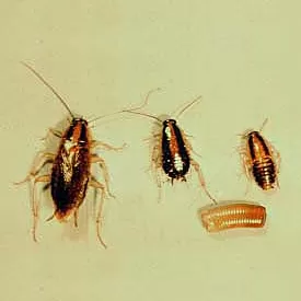cockroach img