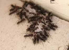 odorous house ant1