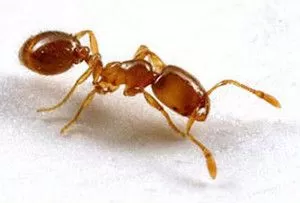 thief ant