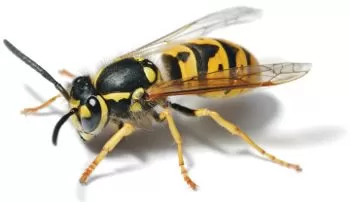 European Wasp   Full Body Picture